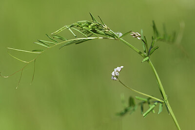 BUITEN BEELD Foto: 427985