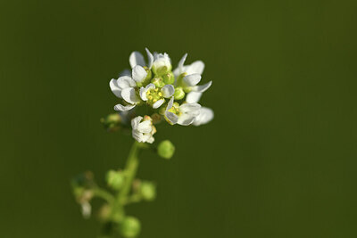 BUITEN BEELD Foto: 427990