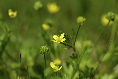 BUITEN BEELD Foto: 427992