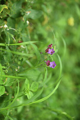 BUITEN BEELD Foto: 427996