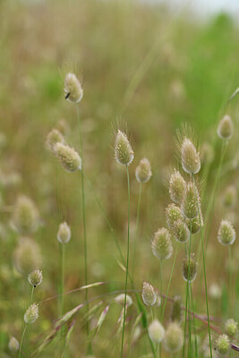 BUITEN BEELD Foto: 427997