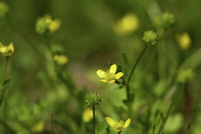 BUITEN BEELD Foto: 427999