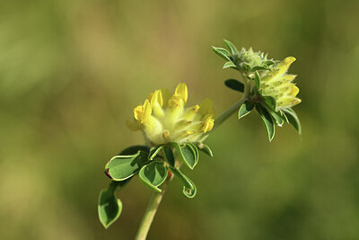 BUITEN BEELD Foto: 428011