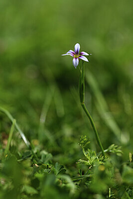 BUITEN BEELD Foto: 428013