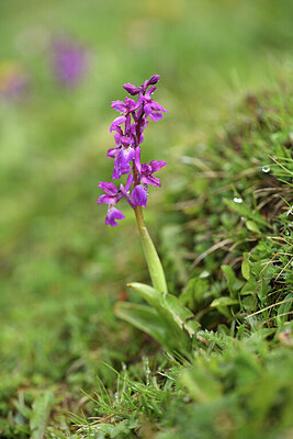 BUITEN BEELD Foto: 428018