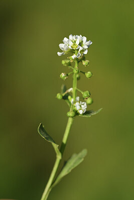 BUITEN BEELD Foto: 428025