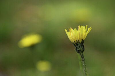 BUITEN BEELD Foto: 428033