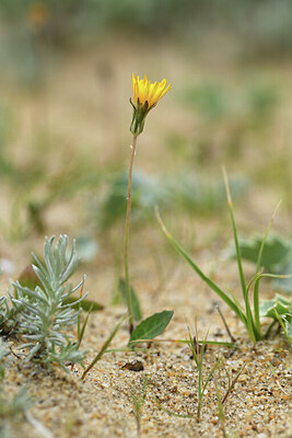 BUITEN BEELD Foto: 428036