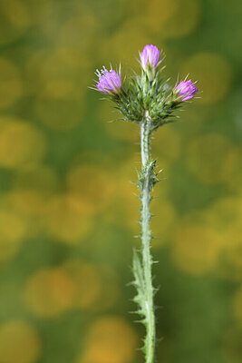 BUITEN BEELD Foto: 428051