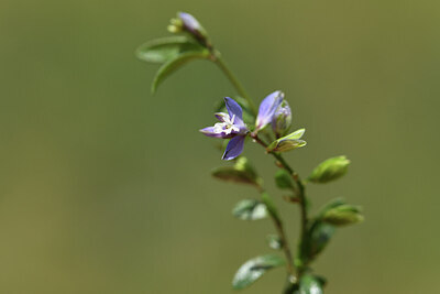 BUITEN BEELD Foto: 428055