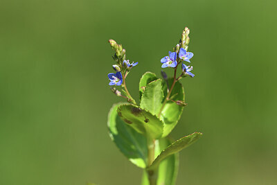 BUITEN BEELD Foto: 428067