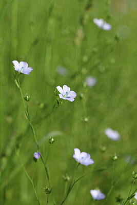 BUITEN BEELD Foto: 428072