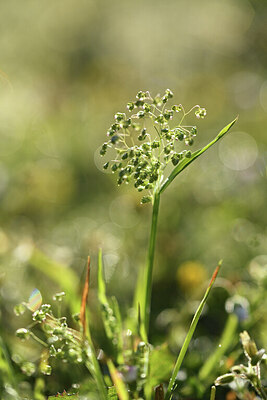 BUITEN BEELD Foto: 428074