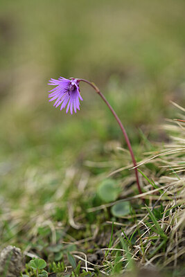 BUITEN BEELD Foto: 428078