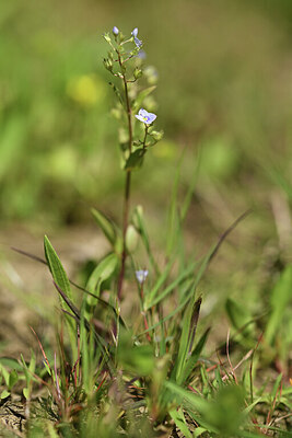 BUITEN BEELD Foto: 428105