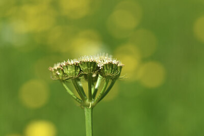 BUITEN BEELD Foto: 428117