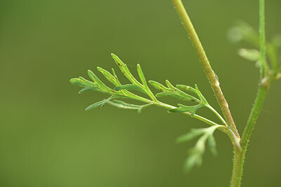 BUITEN BEELD Foto: 428131