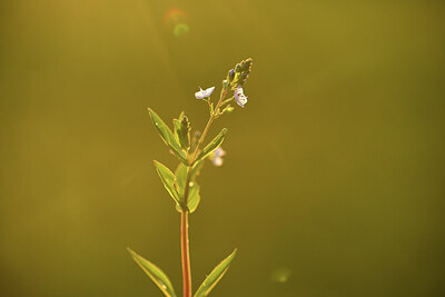 BUITEN BEELD Foto: 428145