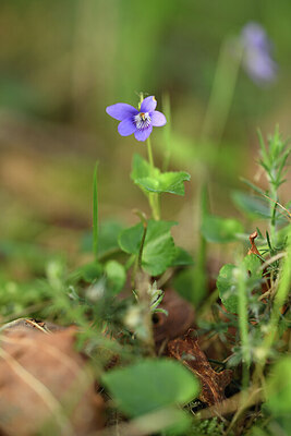 BUITEN BEELD Foto: 428147