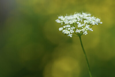 BUITEN BEELD Foto: 428148