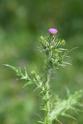 BUITEN BEELD Foto: 428154