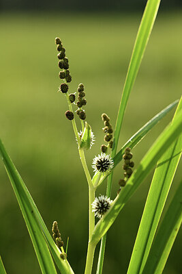 BUITEN BEELD Foto: 428158