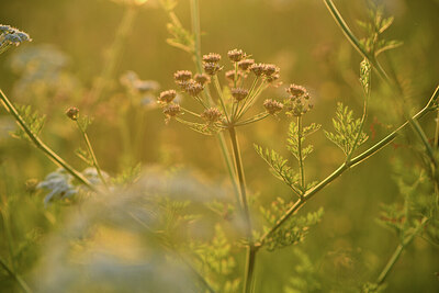 BUITEN BEELD Foto: 428163