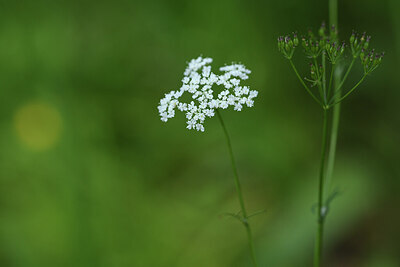 BUITEN BEELD Foto: 428168