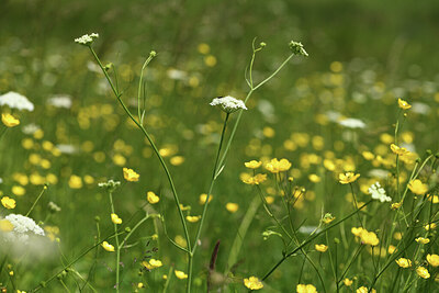 BUITEN BEELD Foto: 428171