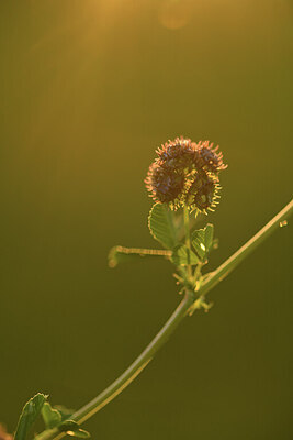 BUITEN BEELD Foto: 428176