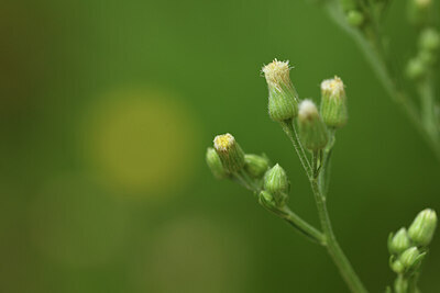 BUITEN BEELD Foto: 428177