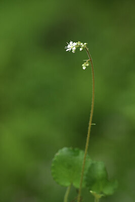 BUITEN BEELD Foto: 428183