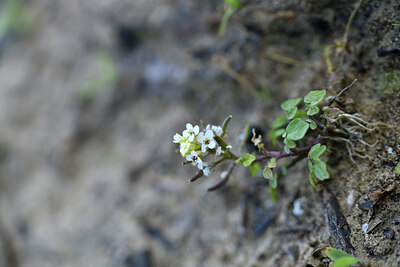 BUITEN BEELD Foto: 428184