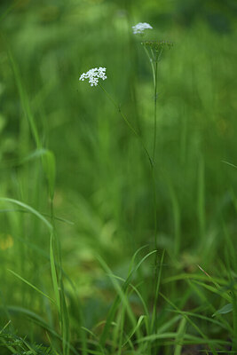 BUITEN BEELD Foto: 428186