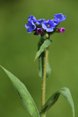 BUITEN BEELD Foto: 428189