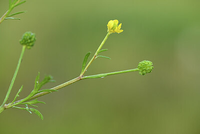 BUITEN BEELD Foto: 428190