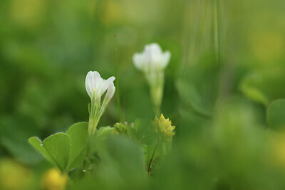 BUITEN BEELD Foto: 428200