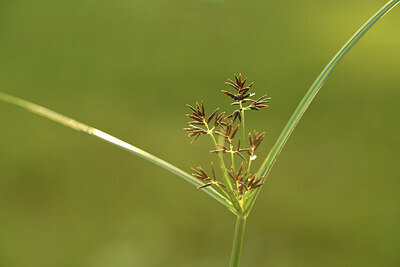 BUITEN BEELD Foto: 428207