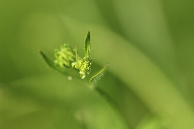 BUITEN BEELD Foto: 428209