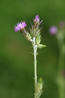 BUITEN BEELD Foto: 428213