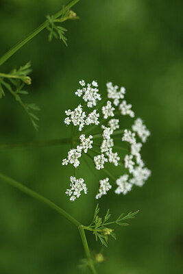 BUITEN BEELD Foto: 428214