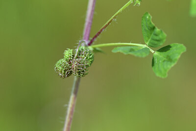 BUITEN BEELD Foto: 428216