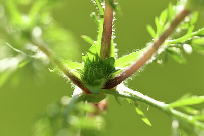 BUITEN BEELD Foto: 428219