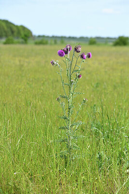 BUITEN BEELD Foto: 428220