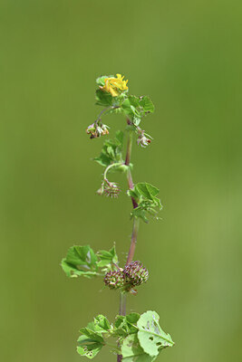 BUITEN BEELD Foto: 428225