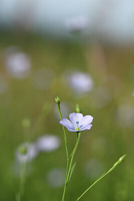 BUITEN BEELD Foto: 428227