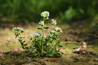 BUITEN BEELD Foto: 428228