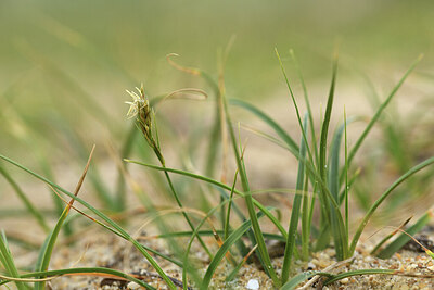 BUITEN BEELD Foto: 428234