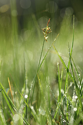 BUITEN BEELD Foto: 428238