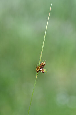 BUITEN BEELD Foto: 428251